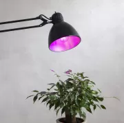 Star trading LED Augu lampa ar